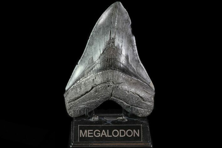 Huge, Fossil Megalodon Tooth - South Carolina #82811